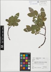 Foto von Salix glabra Scop.
